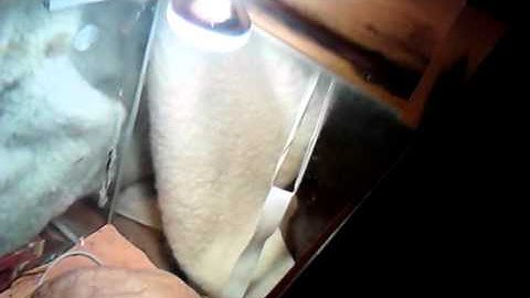 my pet stimsons pythons