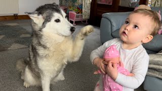 Husky Helps Baby Rock Doll To Sleep In The Cutest Way!🥹💖.