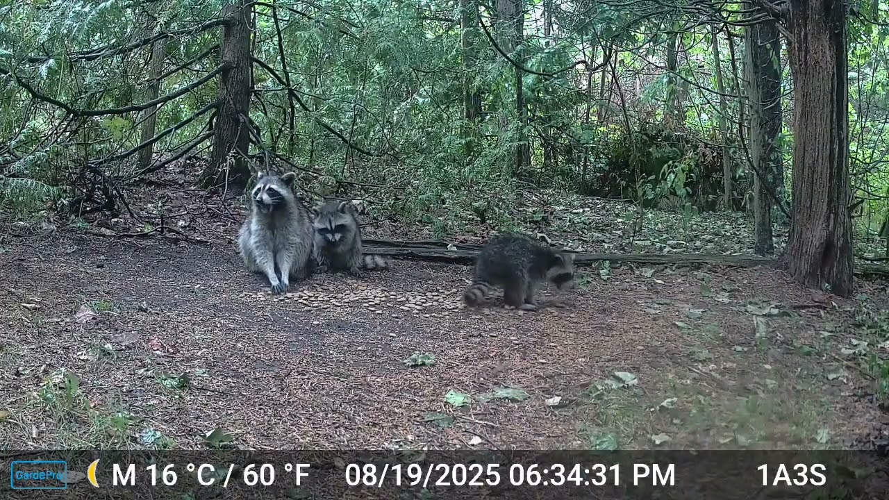 29259820 Squirrels Blue Jay Dove Chipmunk Grackle Sparrow Mouse Raccoons Rain Possum