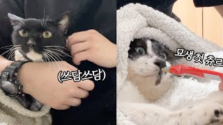 집사가 주는 첫 츄르의 맛을 본 얼큰 고양이 조로 | 주사 맞고 아파서 서럽게 울던 고양이 까미 소식 by 무겐의 냥다큐 12,790 views 2 months ago 9 minutes, 43 seconds