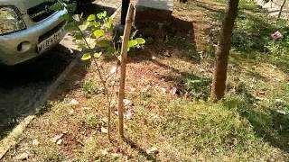 Karbonn Titanium S1 720p video sample
