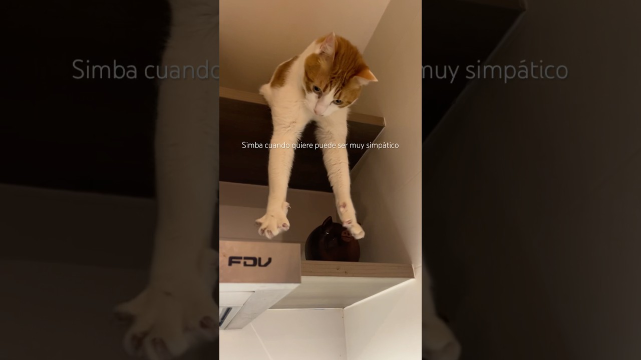 Simba cuando quiere ser simpático solo para pedir comidaaaaaa #cat #kitten #kitty #funnycats