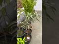 Shade Me Pade Paudhe Terrace Par Shift kar Diye #terracegarden
