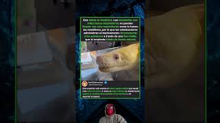 Por qué una serpiente necesita equipo médico para respirar