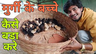 Murgi ke Bacche Bada Karne Ka Sahi Tarika |  Murgi Ke Bacche Chote Chote | मुर्गी के बच्चे #chicken