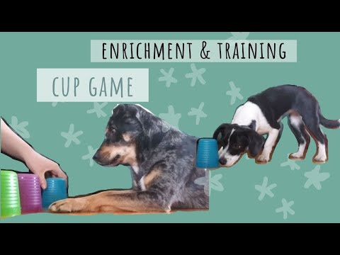 Video: Puppy Games-Learning Through Play