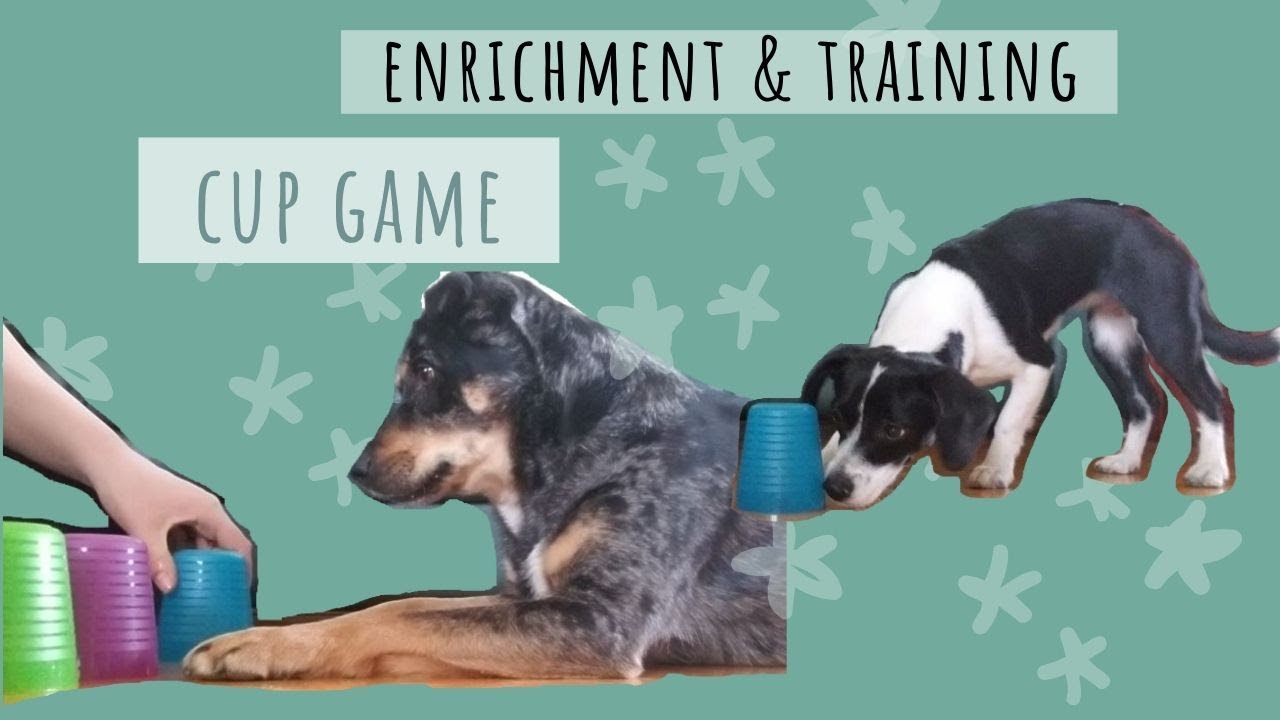 4 EASY Brain Games! 👉 Exercises your dog AT HOME 