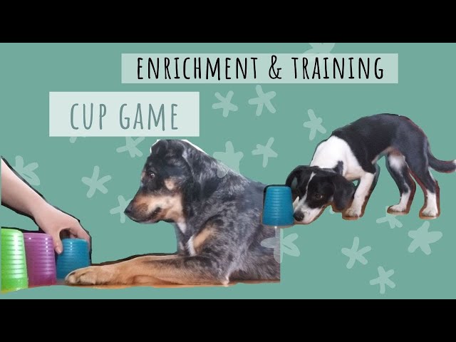 10 Fun Brain Games For Dogs - Puppy Leaks
