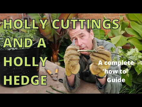 וִידֵאוֹ: Propagating Holly - How To Grow Holly from Cuttings