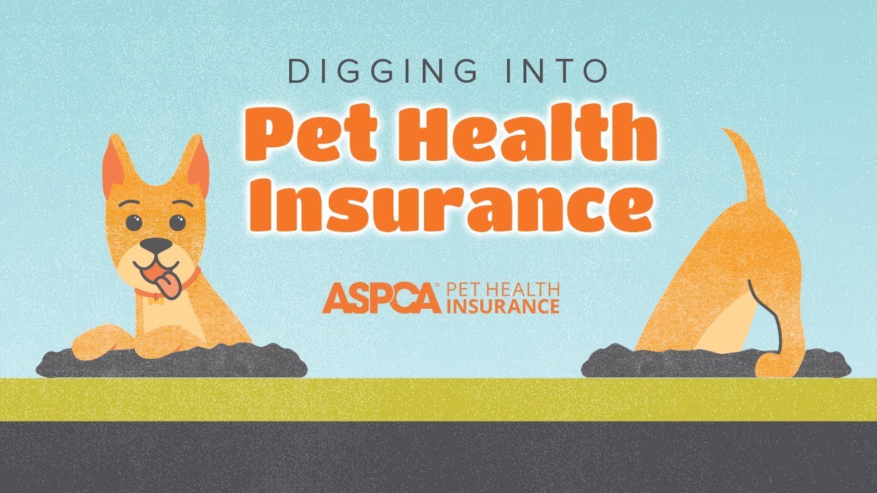 What Is Pet Insurance Dig In To This Unique Benefit What Is Pet Insurance Dig In To This Unique Benefit