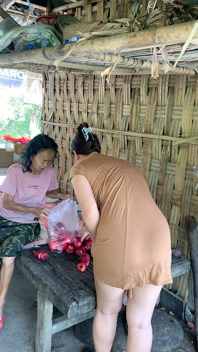 jambu hasil metik dari kebun