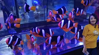 Review Toko Ratu Reef Tank Jatinagara Yang banyak koleksi Ikan Laut yang Komplit Cuma ada di toko in