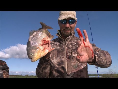 تعرف على سمكة البيرانا المرعبة لا يصدق