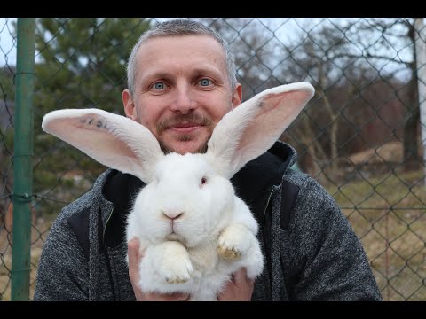 Video: Aké plemená králikov sú najlepšie pre mäso