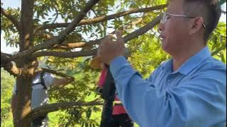 Part 1 : Perkongsian Ilmu Daripada Sifu Durian Mr Lim Chin Khee