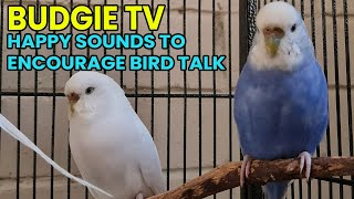 BUDGIE TV: Happy, Energetic Bird Talk. Help your Bird Talk by Pet TV Australia 2,035 views 1 year ago 26 minutes