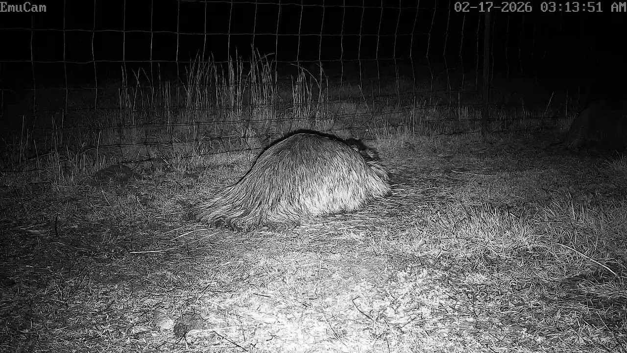 🔴 Live - Emu sitting on 7 eggs - EmuCam