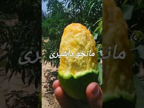 انواع المانجو مانجو نعومي مانجو عويسي مانجو صديقة وغيرها يسري زراعي انواع المانجو