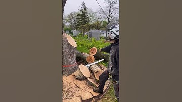 #treework #tree #rigging #climber #climberlife #climb #climbhigh #higher #stihl