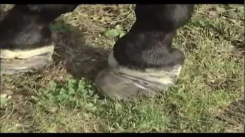Equine Laminitis 2012 Update (Part 2) from the Animal Health Foundation