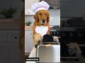 Bro took cooking serious 🐶