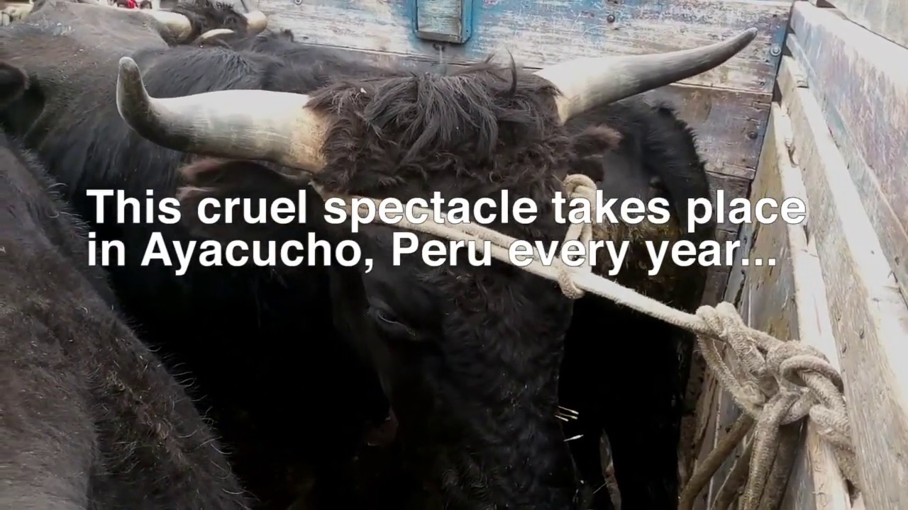rights issue Torment of bulls in cruel festival in Peru