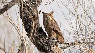 Great Horned Owl at San Jacinto on 3 March 24