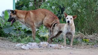 " dog mating educational video " " dog mating video " by natural animals channel " screenshot 2