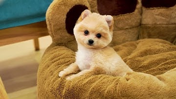 Hướng Dẫn Cắt Tỉa Lông Chó Phốc Sóc Đơn Giản và Đẹp Tại Nhà