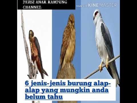 6 jenis burung  alap  alap  terpopuler YouTube