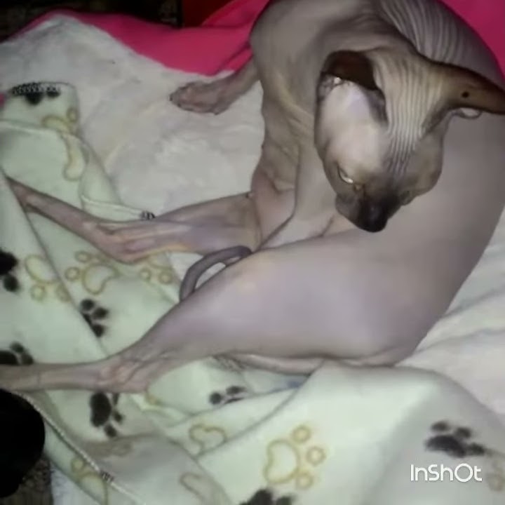 Кошка сфинкс кайфует)