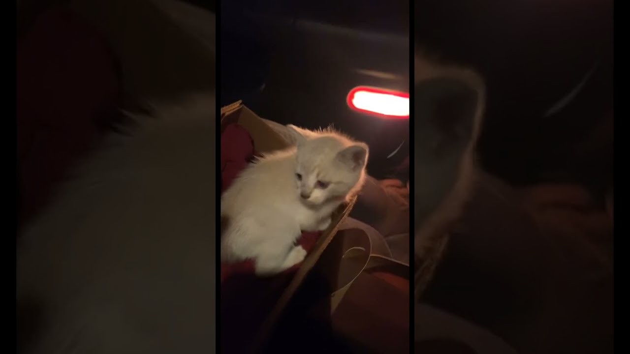 I FOUND A STRAY KITTEN!