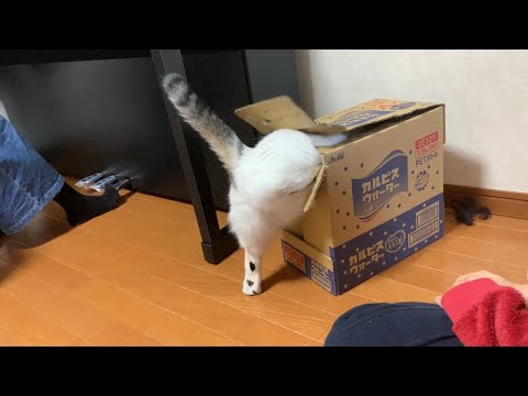 ちょっとだけスマートじゃない猫