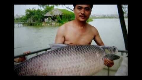 Câu cá khổng lồ  Cá trắm đen khổng lồ 90kg tại Hồ Tây và Cá trắm đen 250kg tại Việt Trì fishing chan