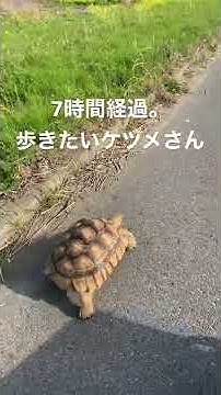 カメ Youtube カメ Youtube