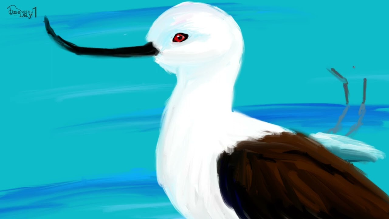 Andean Avocet 안데스뒷부리장다리물떼새 그리기