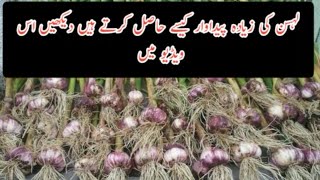 HOW TO GET MORE PRODUCTION OF GARLIC /BEST TIPS FOR INCREASE GARLIC PRODUCTION