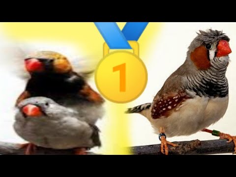 تحفيز طائر الزيبرا على التزاوج تغريد لطائر الفينش صوت طائر زيبرا صوت يحفز طائر زيبرا على تزاوج