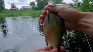 Рыбалка летом на реке Моша