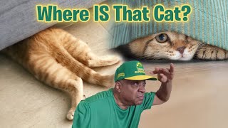 Where Is That Cat? Cool Cats The D.e.v.