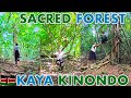 Im Verbotenen Heiligen Wald Kenias Die Uralten Afrikanischen Geheimnisse Der Kaya Kinondo Wel