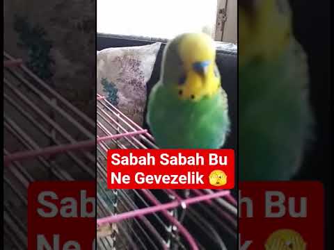 Gevezelik Zamanı 😂 #muhabbetkuşu #talkingparot #muhabbetkuşufıstık #birds #birdsong #parrot