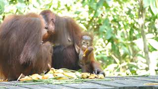 Orangutan Rehabilitation Centre and Bornean Sun Bear Conservation Center in Sepilok
