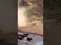 The Herds Wrath When Unity Defeats the Apex Predator #shorts #animals  #fypシ゚viral