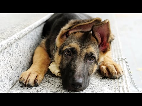 გერმანული ნაგაზი | German Sheperd | ტოპ არხი