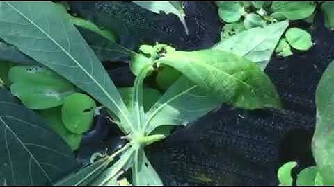 Ốc Nhồi Thanh Hà Hải Dương: Ốc Ăn Lá Sắn (Lá Khoai Mì)  (35 Ngày Tuổi)