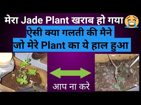 Jade Plant | why leaves dropping & turning yellow | mistakes with jade
