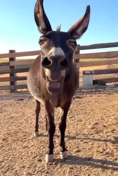 Funny animal #funny #horse #funnyanimal #funnyvideo #funnyshorts #comedy #horselover #fun #petlover