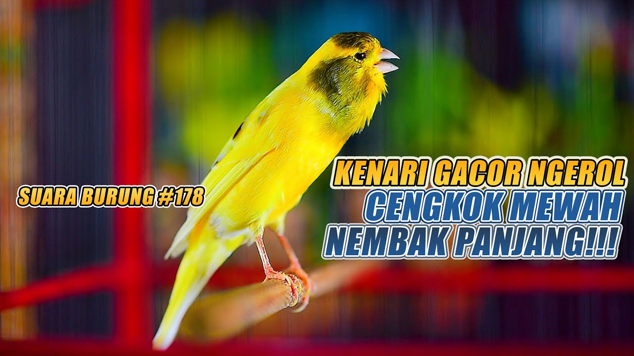 SUARA BURUNG |178| Kenari GACOR PANJANG INI Cocok untuk Masteran KENARI PAUD dan Kenari Macet BUNYI