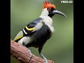 Rainforest A I  Birds with Audio Recording of Real Birds of Panama